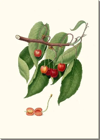 Картина Вишня (1817-1839)