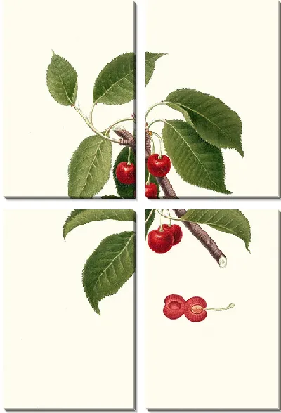 Картина Цилиегия висциола (Вишня)