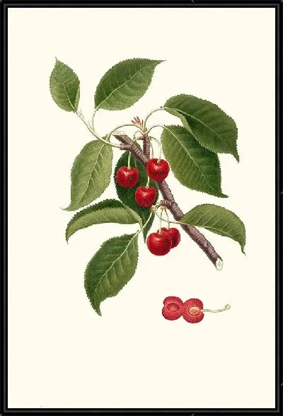 Картина Цилиегия висциола (Вишня)