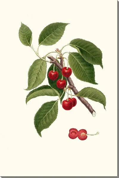 Картина Цилиегия висциола (Вишня)