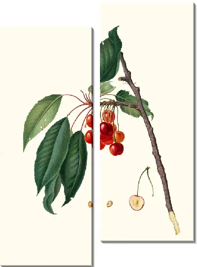 Картина Цилиегия аквахуола ( Вишня)