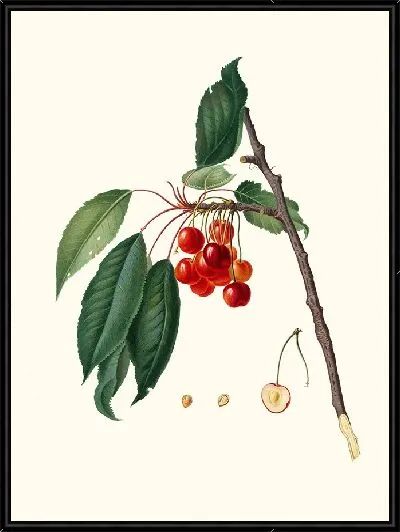 Картина Цилиегия аквахуола ( Вишня)