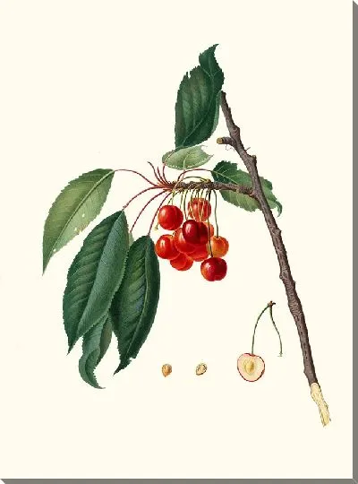 Картина Цилиегия аквахуола ( Вишня)