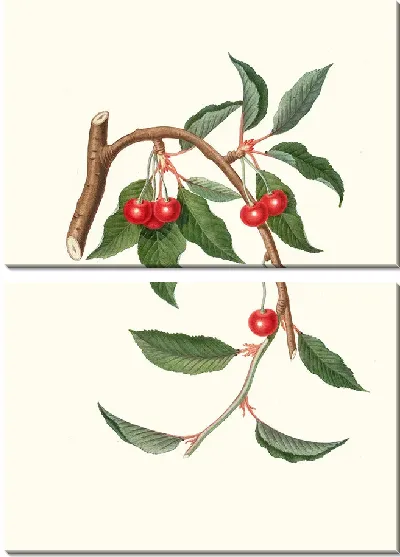 Картина Цилигия висцилина (Вишня)