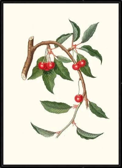 Картина Цилигия висцилина (Вишня)