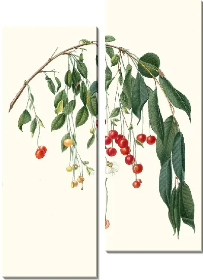 Картина Вишола Вишня