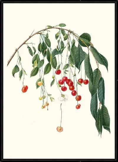 Картина Вишола Вишня