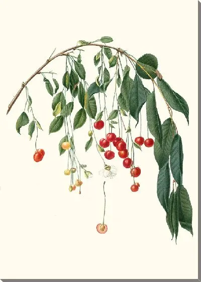 Картина Вишола Вишня