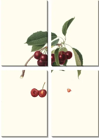 Картина Cerasus visciola Вишня