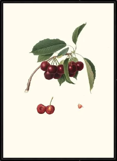 Картина Cerasus visciola Вишня