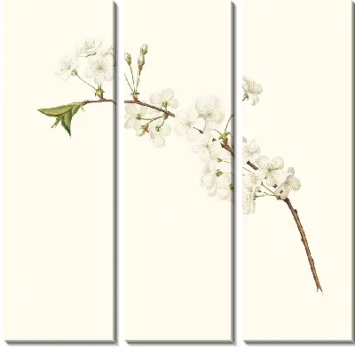 Картина Цветок вишни Амарена