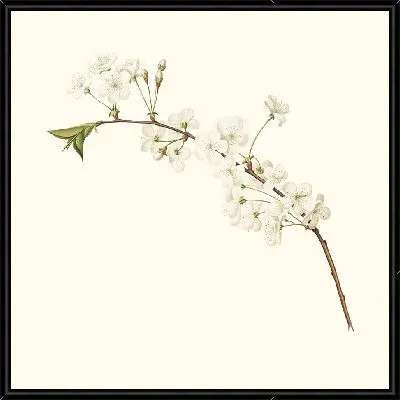 Цветок вишни Амарена