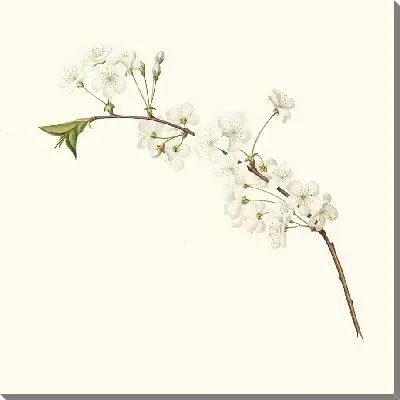 Цветок вишни Амарена