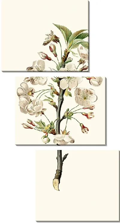 Картина Цветы грушевого дерева