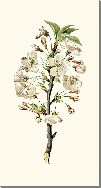 Картина Цветы грушевого дерева