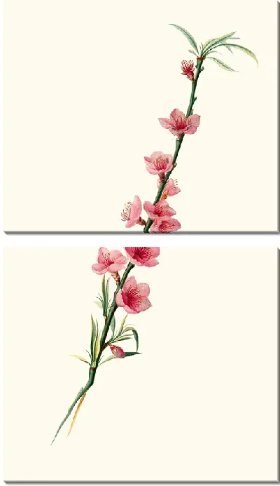 Картина Фиори ди Песко с особыми лепестками 