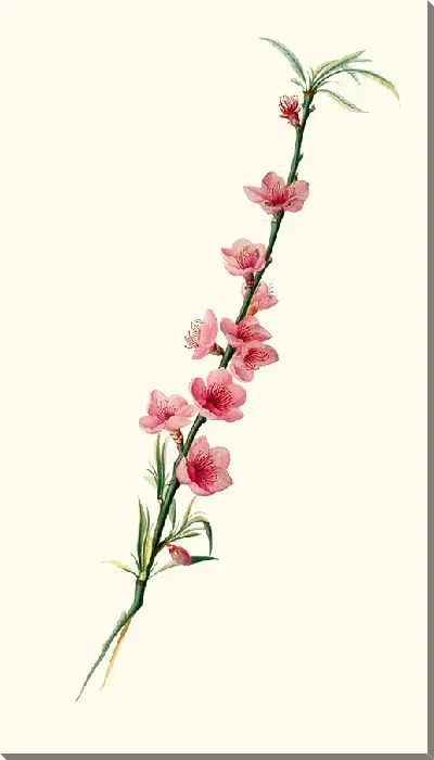 Картина Фиори ди Песко с особыми лепестками 