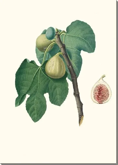 Картина Фикус карика сатива