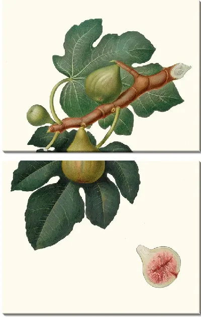 Картина Инжир обыкновенный (1817-1839)