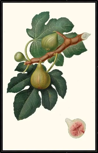 Картина Инжир обыкновенный (1817-1839)