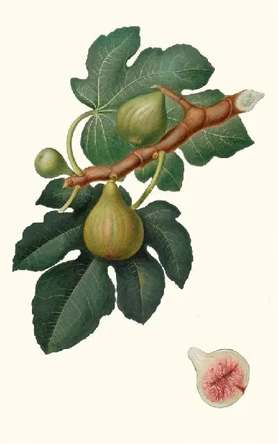 Картина Инжир обыкновенный (1817-1839)