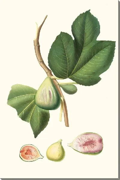 Картина Фико рай (1817-1839)