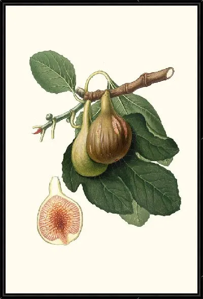 Картина Инжир из Португалии (1817-1839)