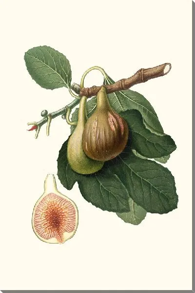 Картина Инжир из Португалии (1817-1839)