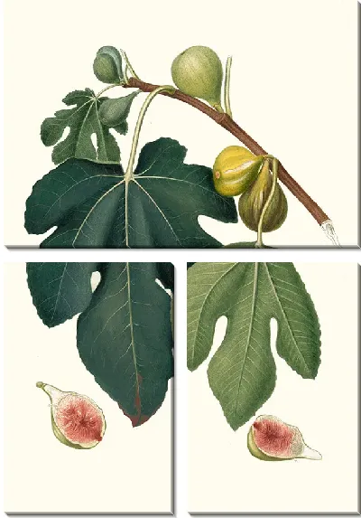 Картина Фикус карика сатива; Инжир (1817-1839)