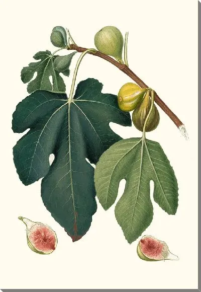 Картина Фикус карика сатива; Инжир (1817-1839)