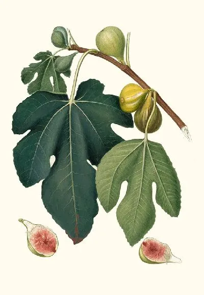 Картина Фикус карика сатива; Инжир (1817-1839)
