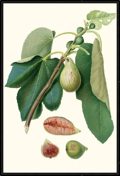 Картина Фико делла Луниджана (1817-1839)