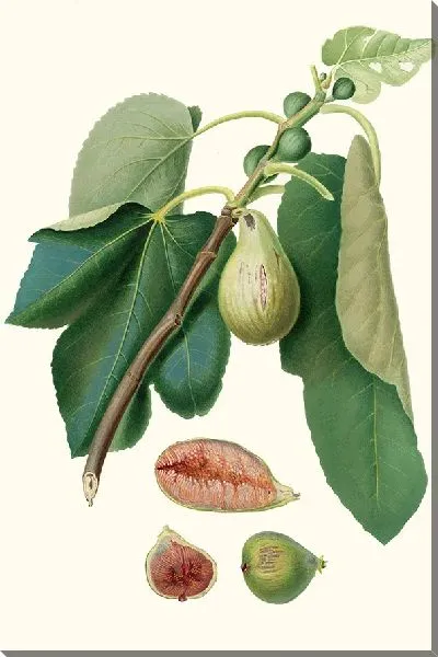 Картина Фико делла Луниджана (1817-1839)