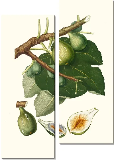 Картина Инжир Ficus Carica sativa