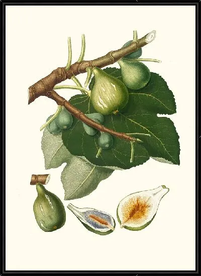 Картина Инжир Ficus Carica sativa