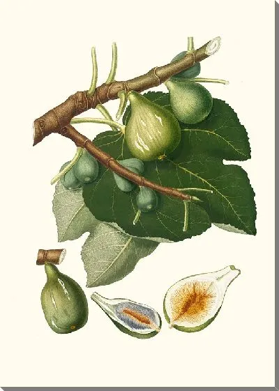 Картина Инжир Ficus Carica sativa