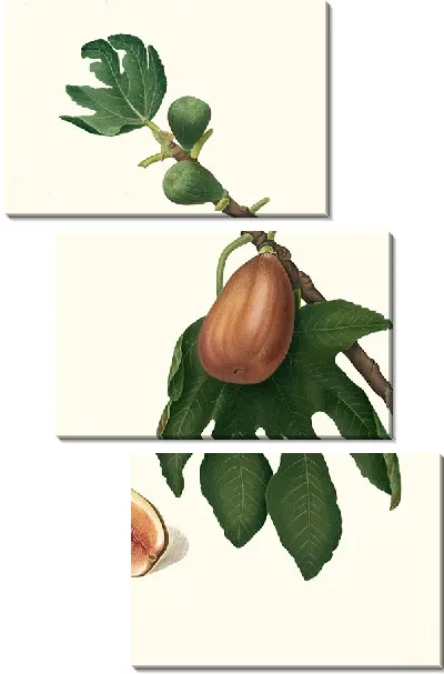 Картина Фикус карика сатива