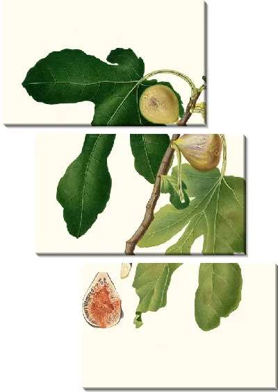 Картина Фикус карика сатива 2