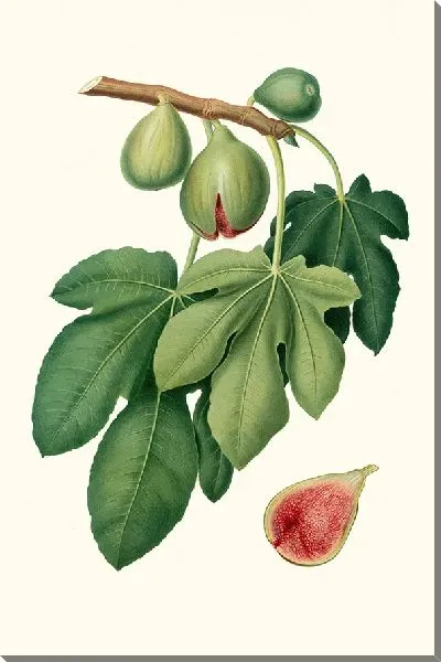 Картина Фикус карика 3 (1817-1839)