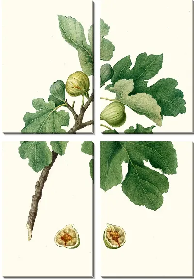 Картина Фикус карика 4