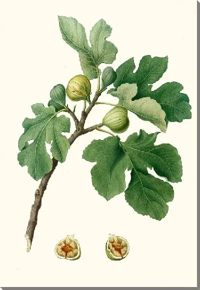 Картина Фикус карика 4