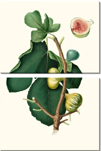 Картина Инжир с белой кожурой