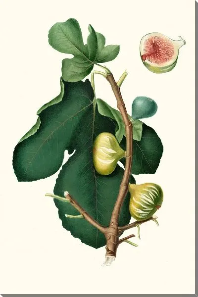 Картина Инжир с белой кожурой