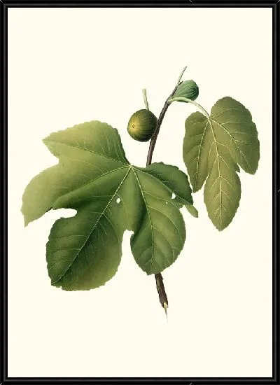 Картина Бриансольский инжир