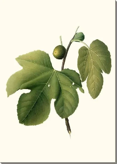 Картина Бриансольский инжир