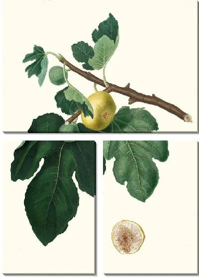 Картина Фикус карика 6