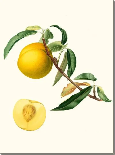 Картина Джаллона Вероны Персики