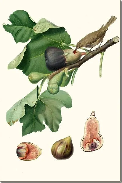 Картина Растение 23