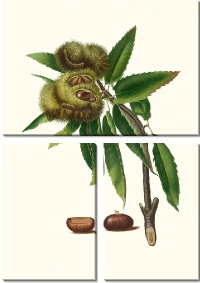 Картина Испанский каштан