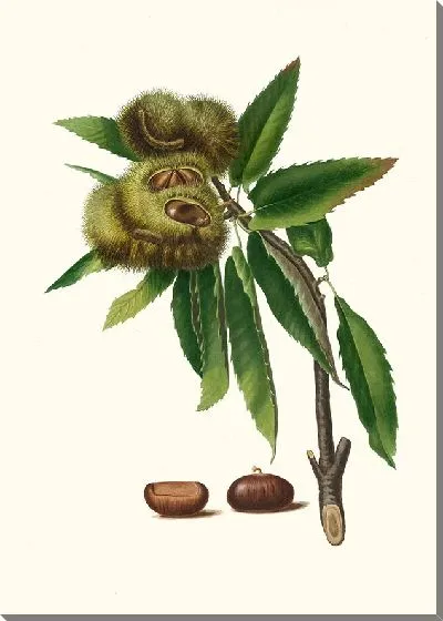 Картина Испанский каштан